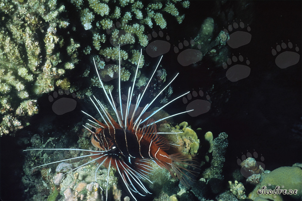 Clearfin lionfish in the Red Sea