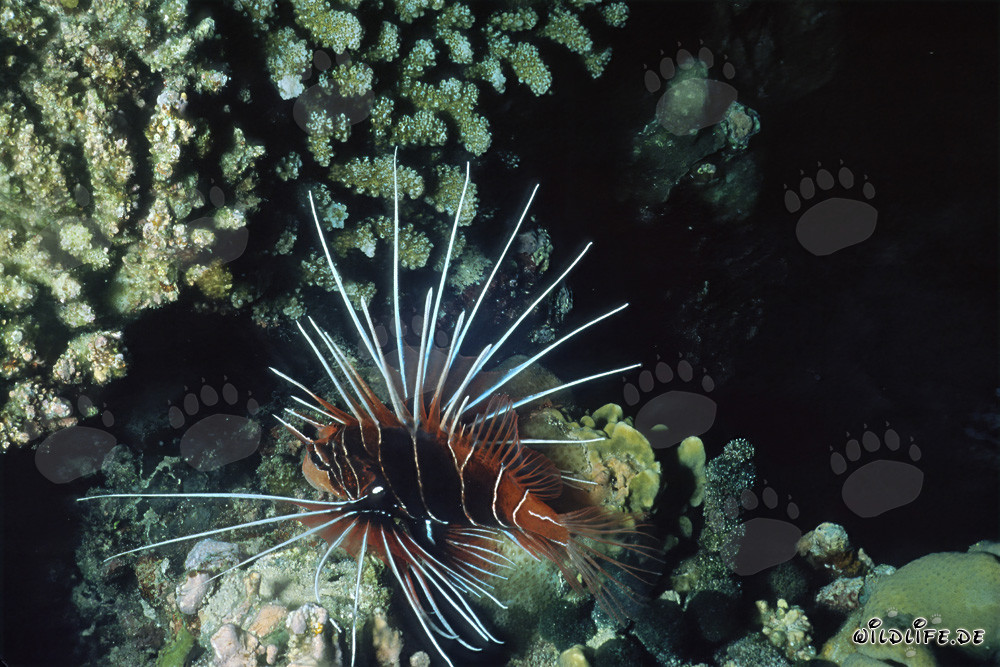 Pesce scorpione nel Mar Rosso