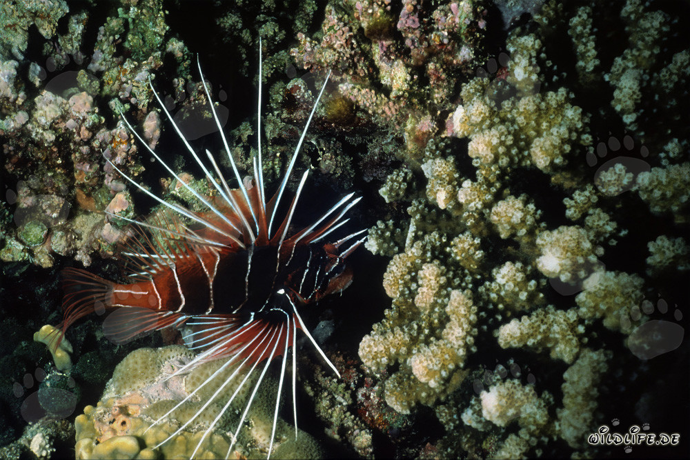 Fascinating clearfin lionfish spotted in the reef
