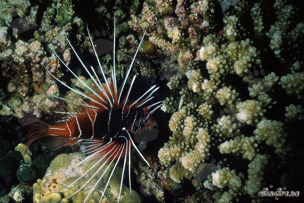 Affascinante pesce scorpione radiante scoperto nella barriera corallina