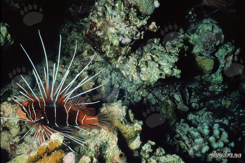 Clearfin lionfish exploring the colorful reef of the underwater world
