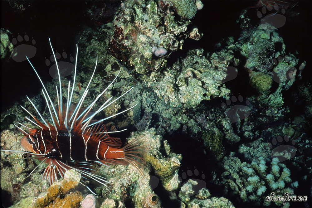 Pesce scorpione esplora il colorato reef del mondo sottomarino