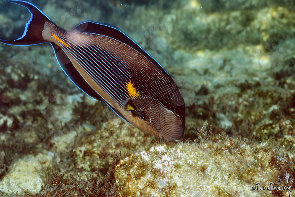 Magnificent Arabian Tang in the Red Sea