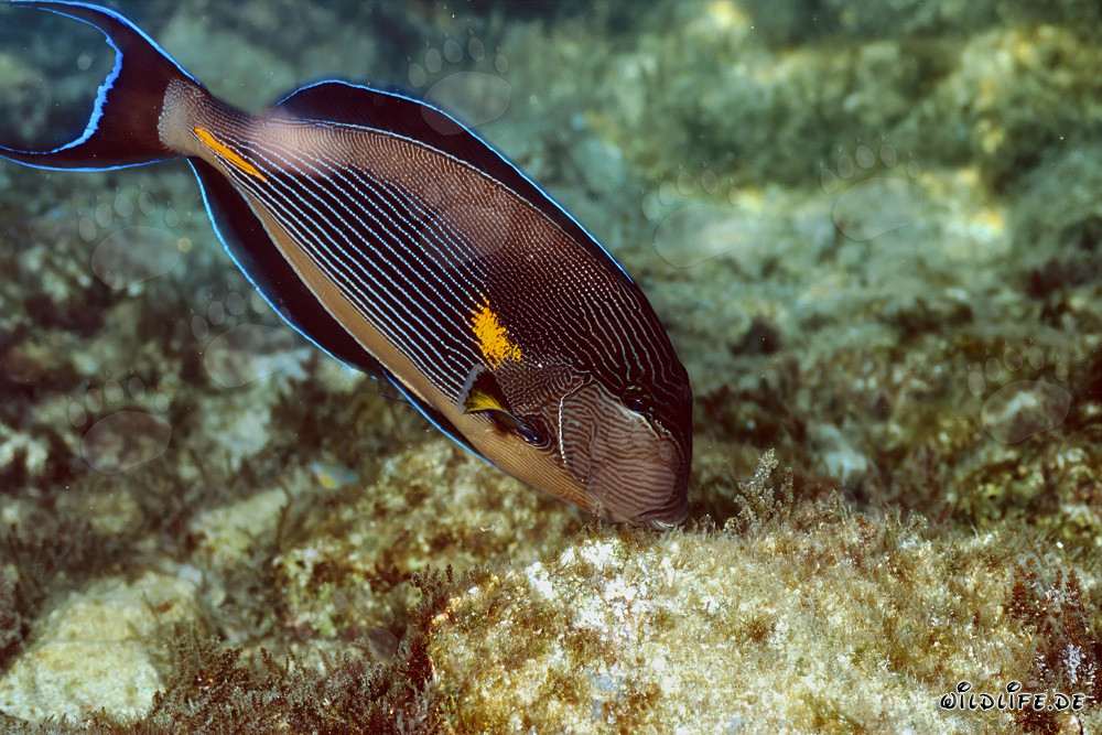 Schwarzdorn-Doktorfisch
