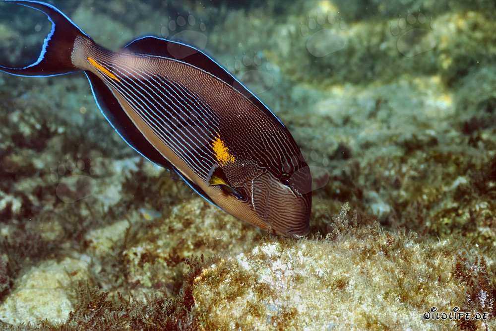 Magnifique Chirurgien Arabe dans la mer Rouge