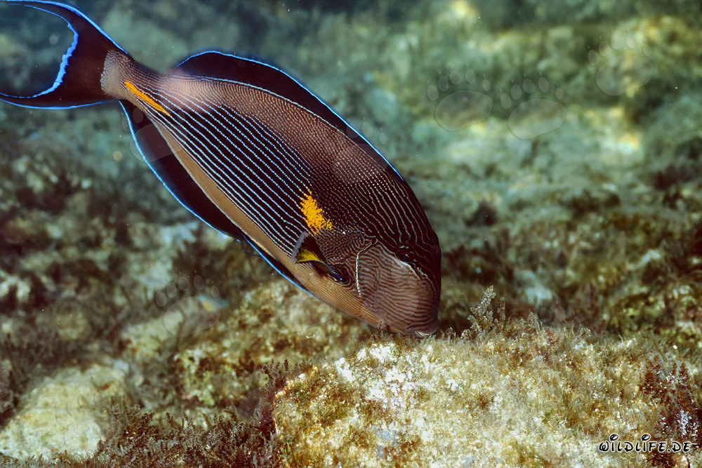 Magnifico Chirurgo Arabo nel Mar Rosso