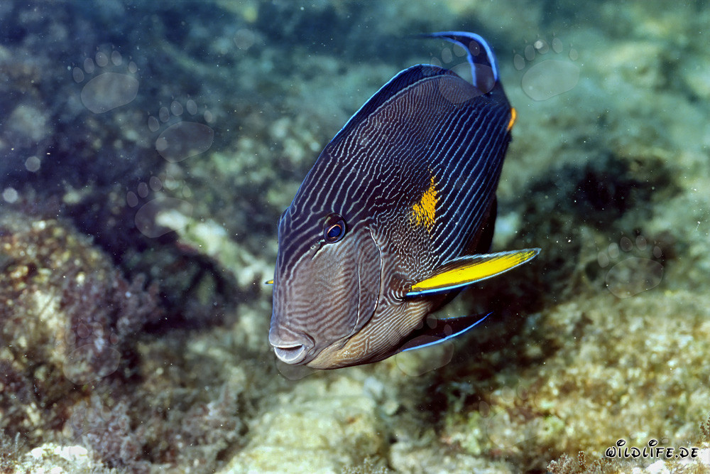 Arabian Tang in the Red Sea