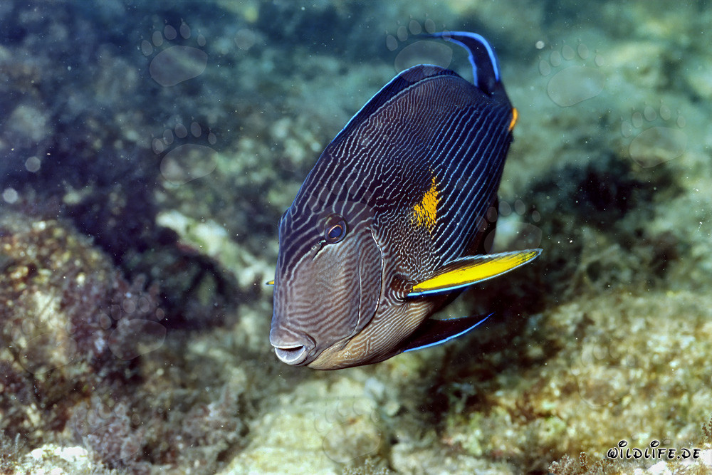 Chirurgien arabe de la mer Rouge