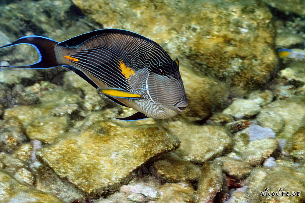 Poisson-chirurgien arabe en mer Rouge