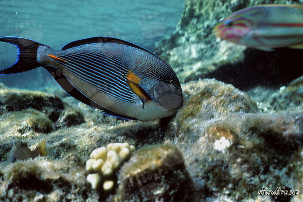 Chirurgien arabe fascinant dans la mer Rouge