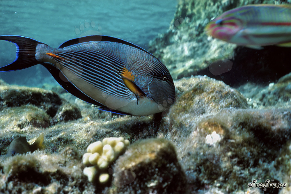 Affascinante chirurgo arabo nel Mar Rosso