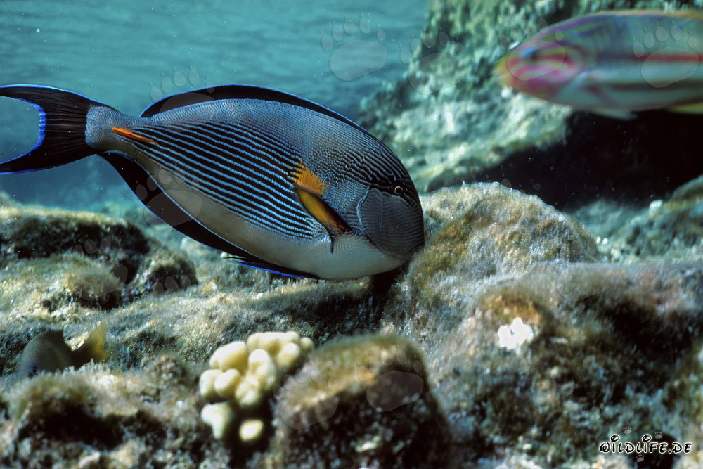 Fascinating Sohal Surgeonfish in the Red Sea