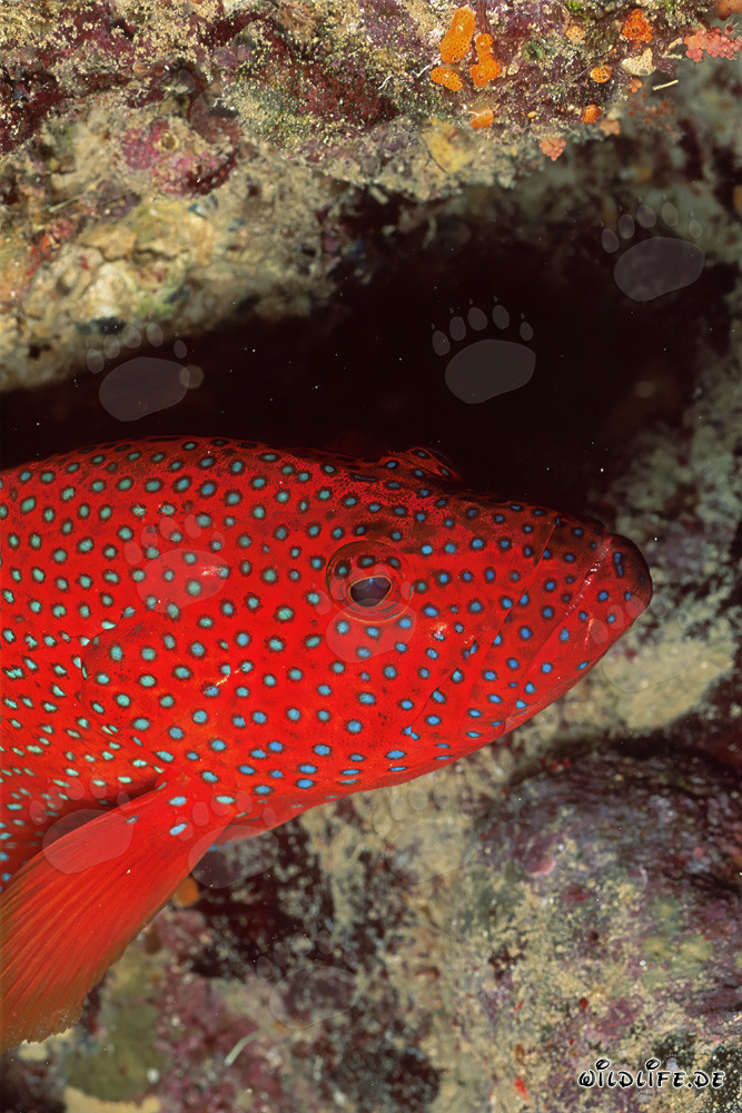 Jewel Grouper near a Coral Crevice