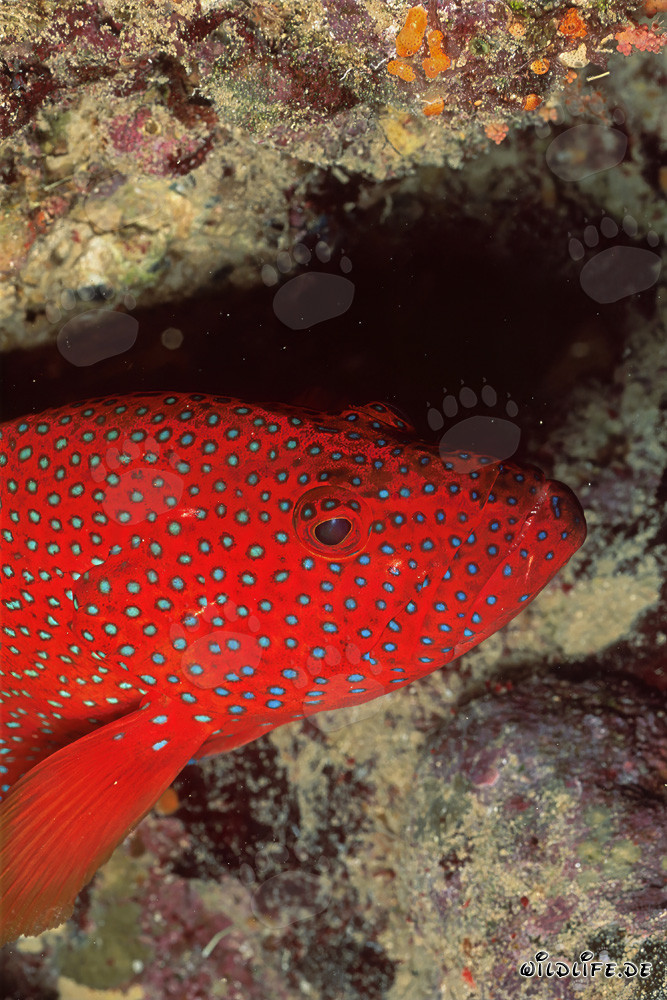 Mero joya cerca de una grieta de coral