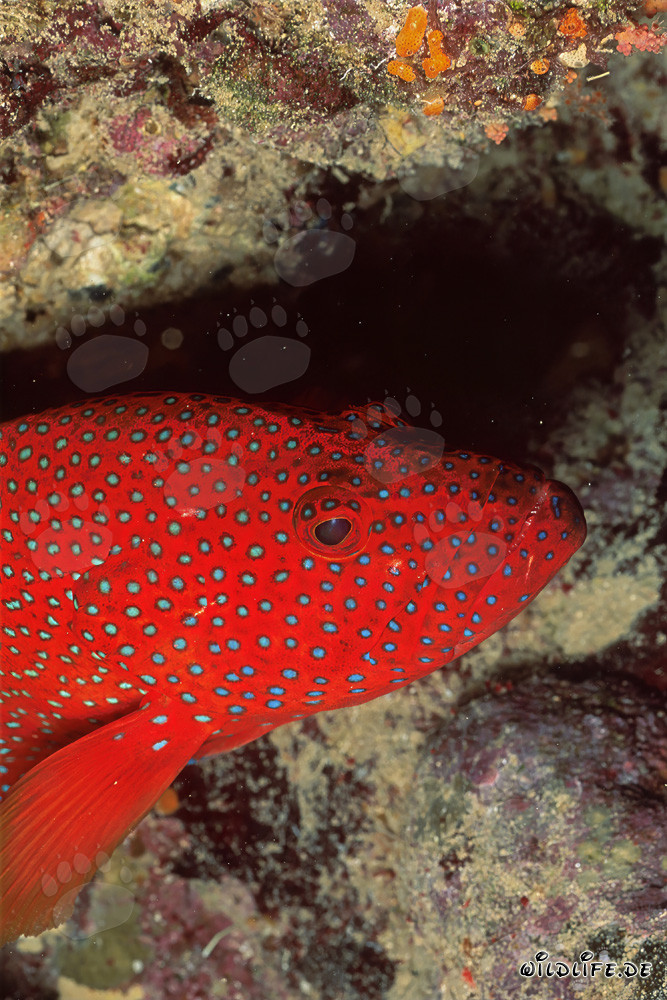 Mérou joyau près d'une crevasse de corail