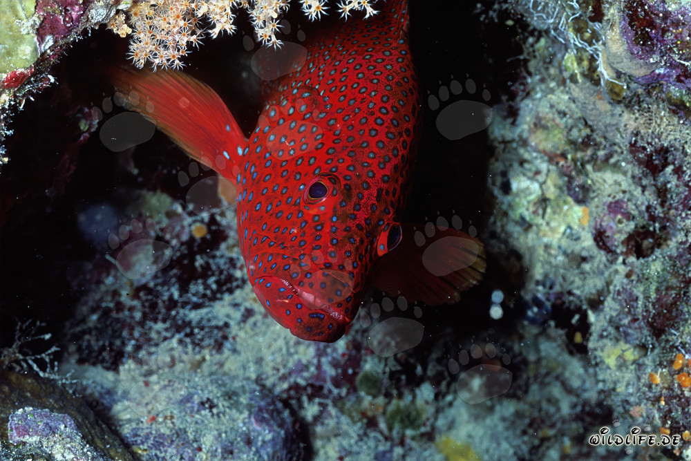 Jewel Grouper under a Coral Overhang