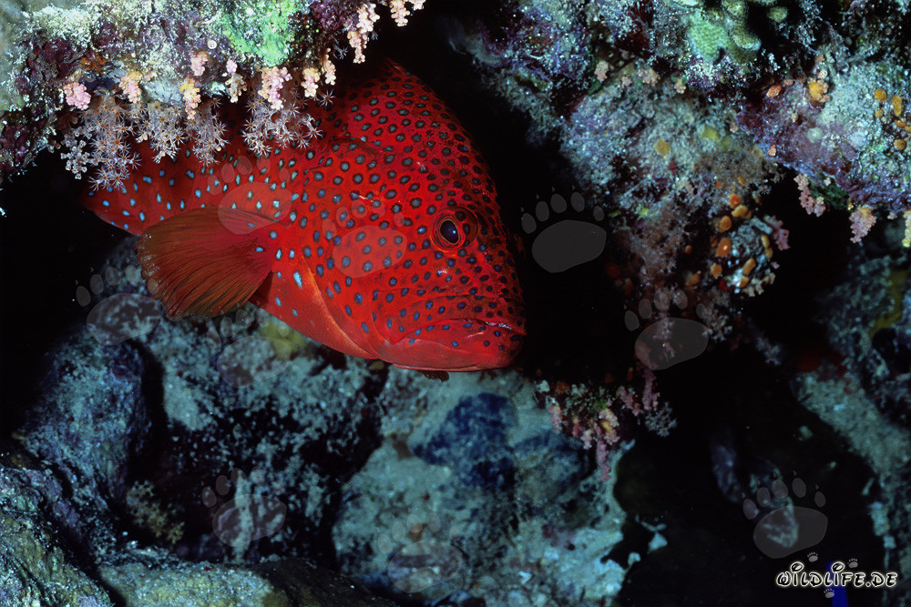 Jewel Grouper Emerges from a Coral Cave