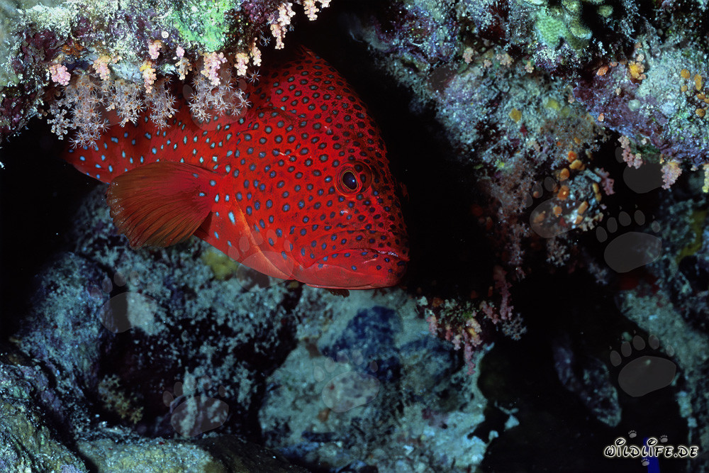Pappagallo gioiello emerge da una grotta di corallo