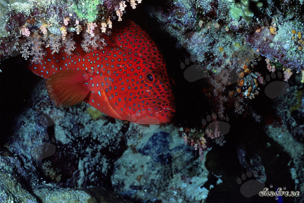 Perroquet perroquet émerge d'une grotte de corail