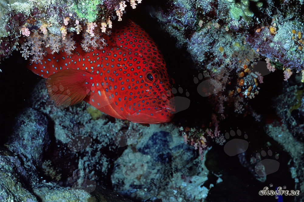 Pez loro joya emerge de una cueva de coral