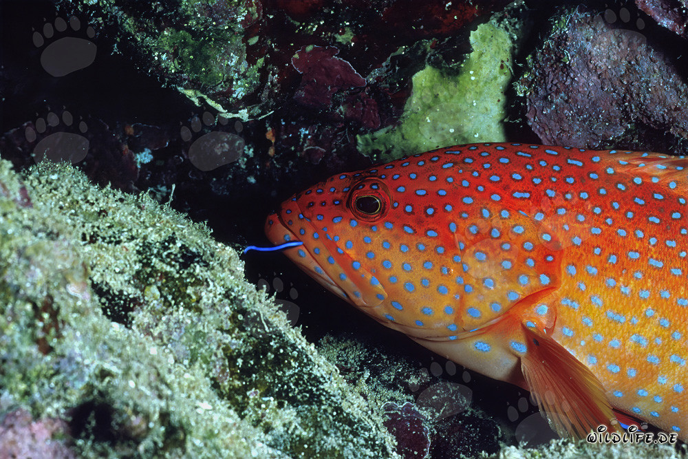 Jewel grouper displays its colorful beauty in the coral cave