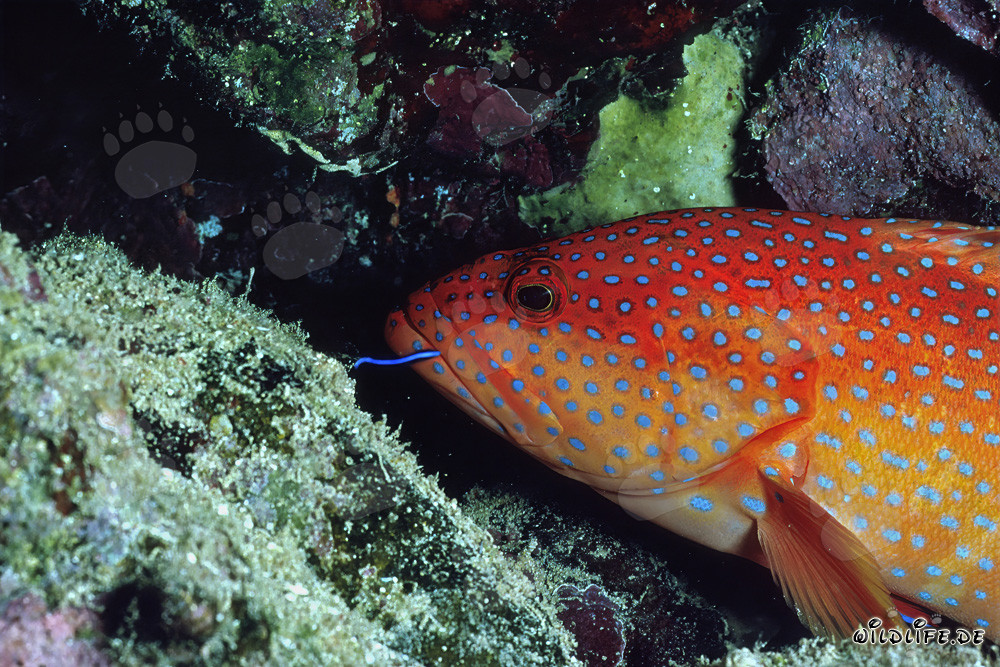 Merluzzo gioiello mostra la sua colorata bellezza nella grotta di corallo