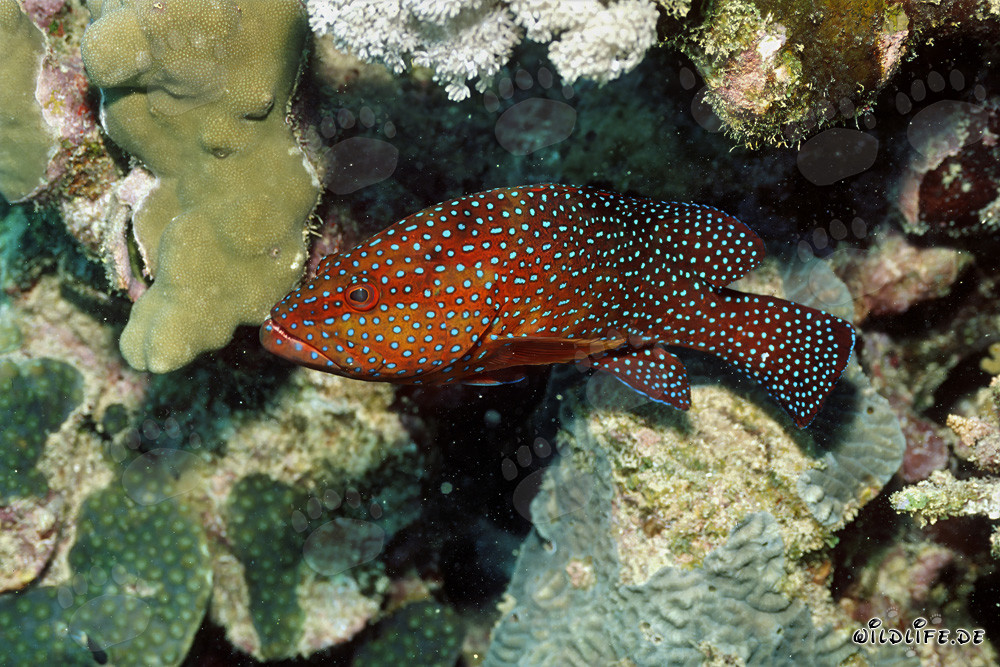 Fascinante cernia gioiello nella barriera corallina