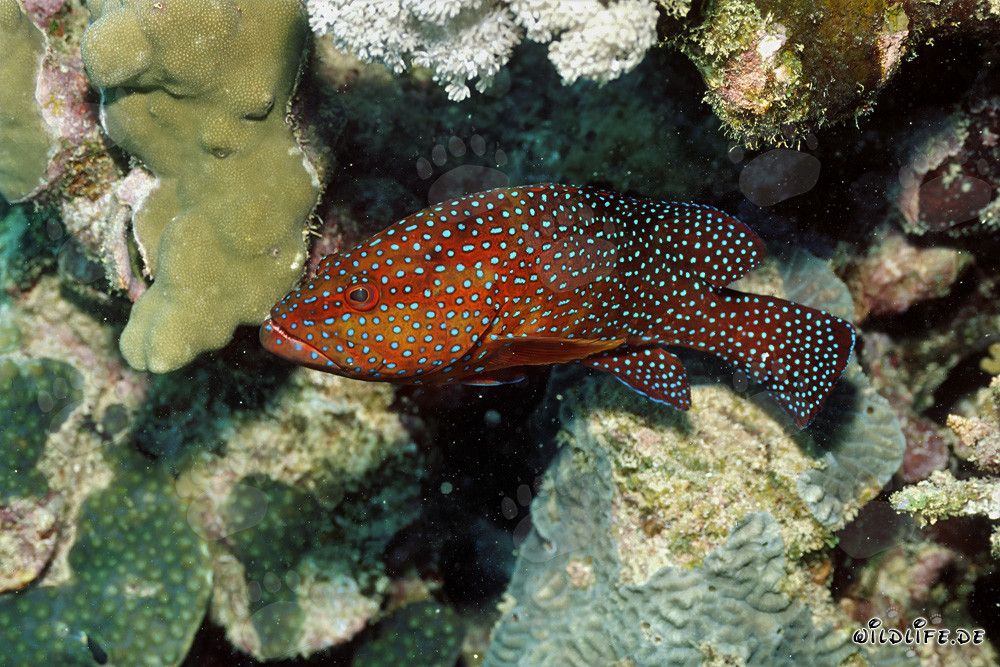 Fascinating jewel grouper in the coral reef