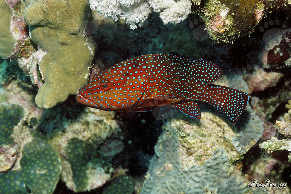 Fascinante mero joya en el arrecife de coral