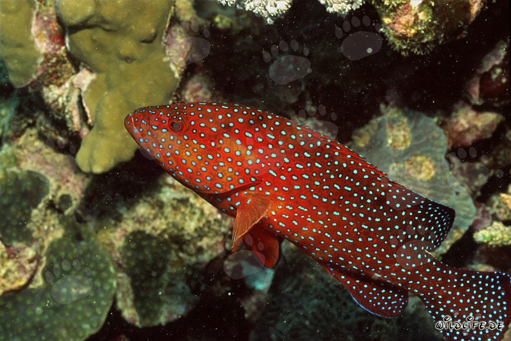 Splendido cernia gioiello nella barriera corallina del Mar Rosso