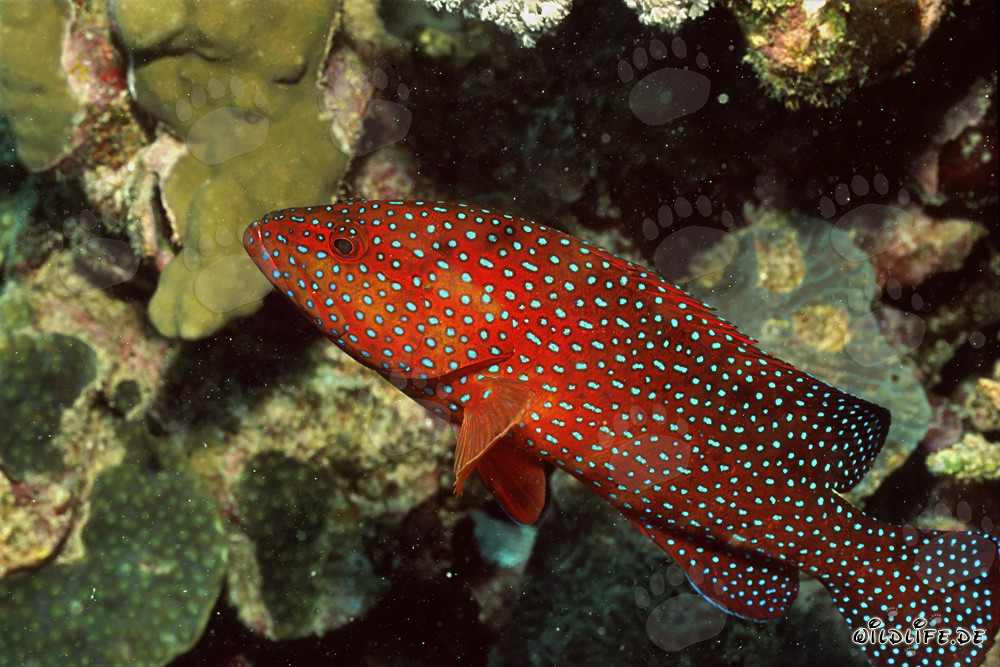 Majestic Jewel Grouper in the Coral Reef