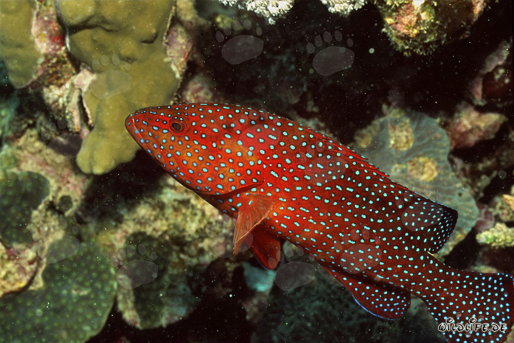 Espléndido merlán joya en el arrecife de coral
