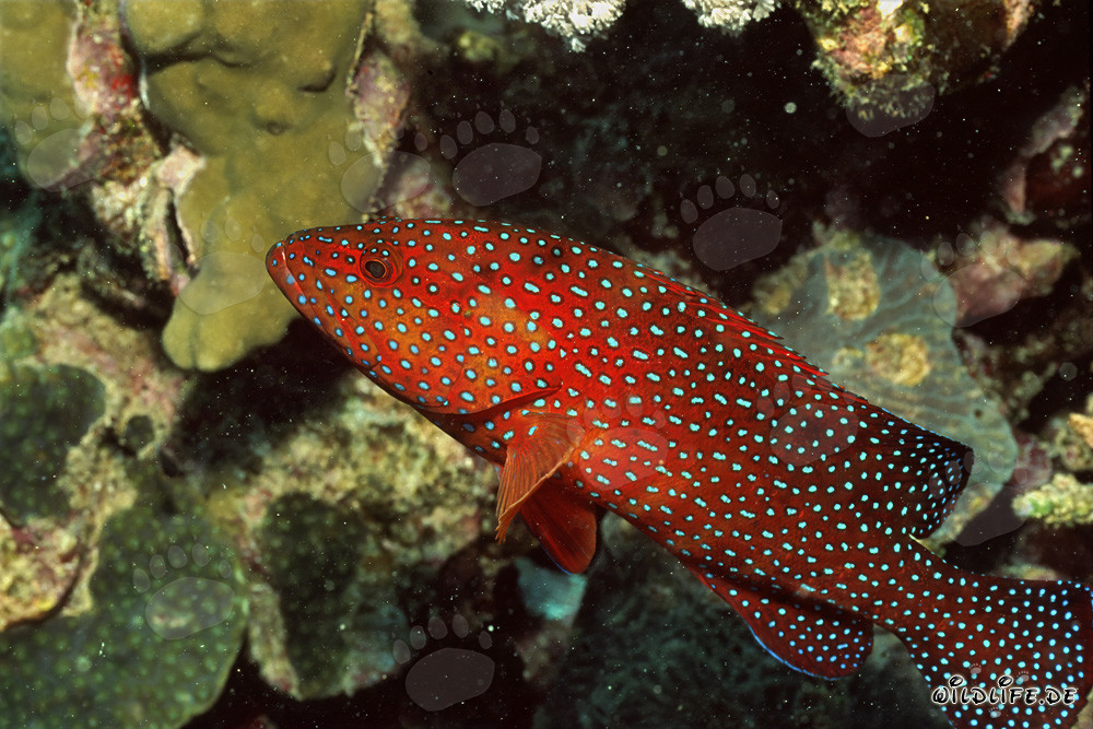 Magnifique mérou bijou dans le récif corallien