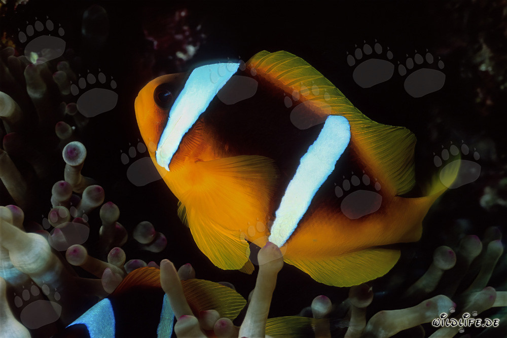 Pesce pagliaccio del Mar Rosso protetto dall'anemone