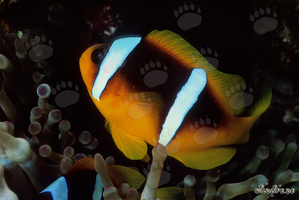 Pez payaso del Mar Rojo protegido por la anémona