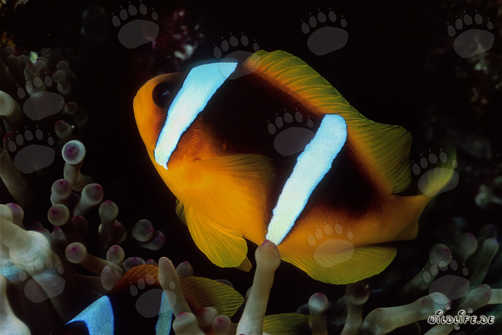 Poisson-clown de la mer Rouge protégé par l'anémone