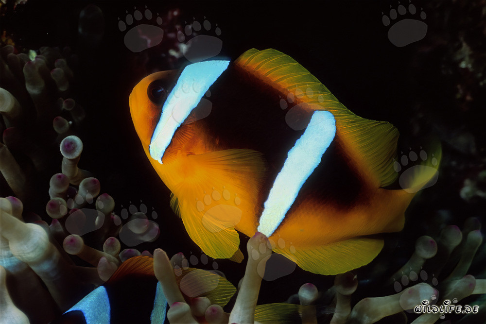 Red Sea Anemonefish Seeking Refuge in Anemone