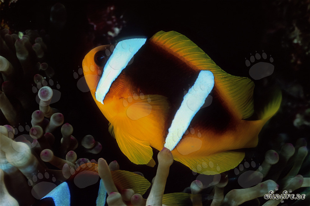 Rotmeer-Anemonenfisch