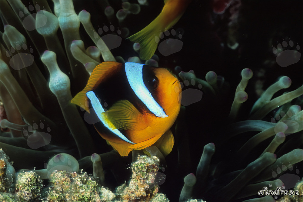 Affascinante pesce pagliaccio del Mar Rosso nel suo ambiente naturale