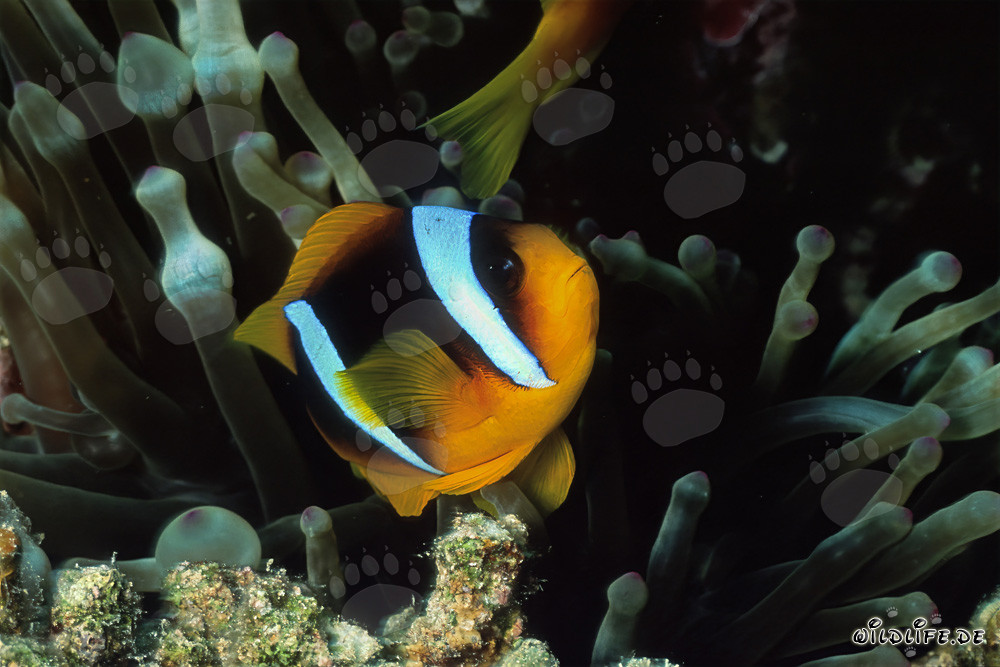Fascinating Red Sea Anemonefish in its natural habitat