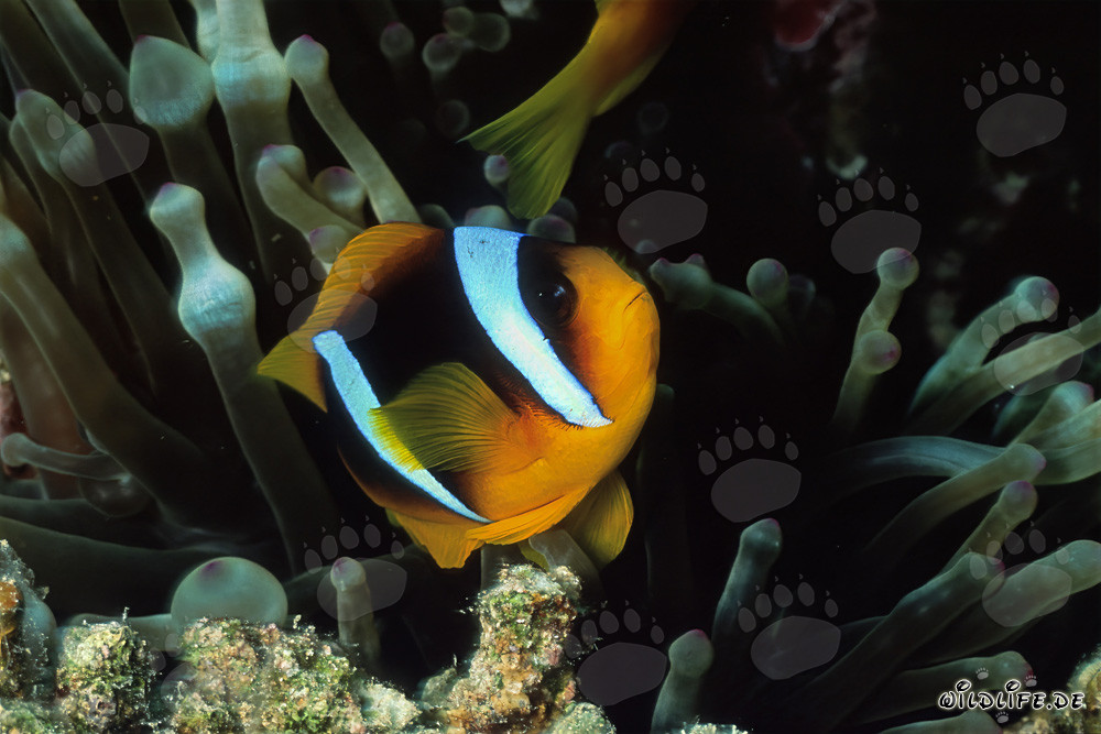 Rotmeer-Anemonenfisch