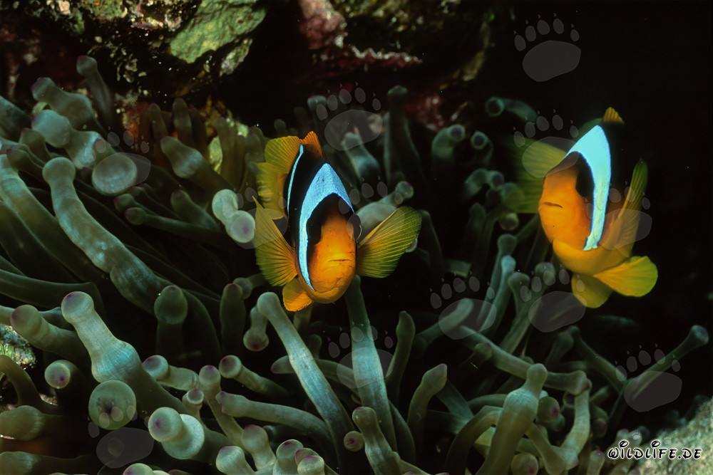 Two fascinating Red Sea anemonefish in the reef