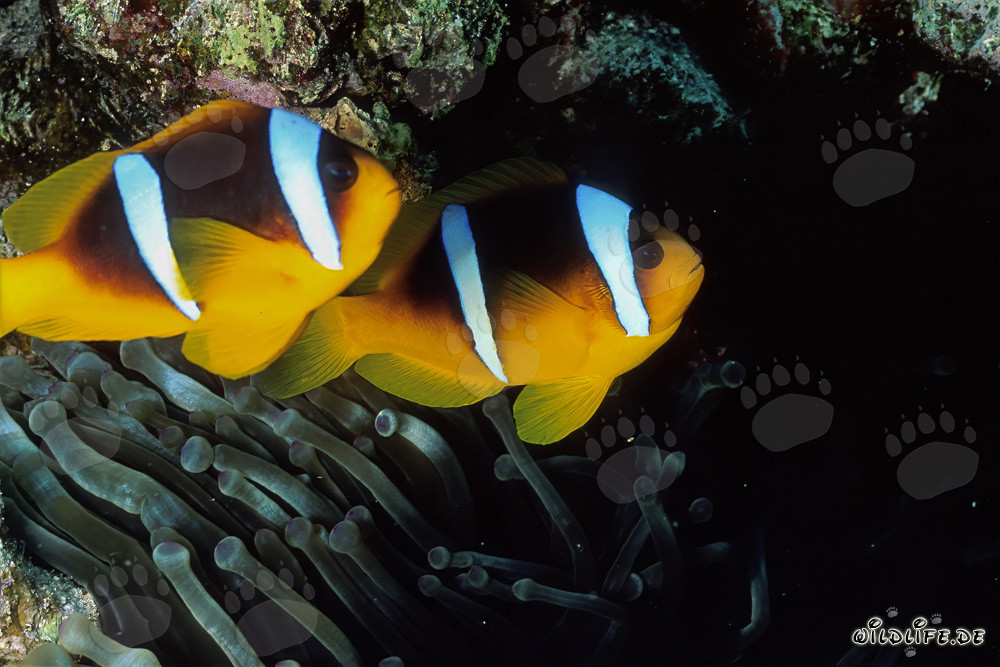Fascinantes peces payaso del Mar Rojo con su anémona
