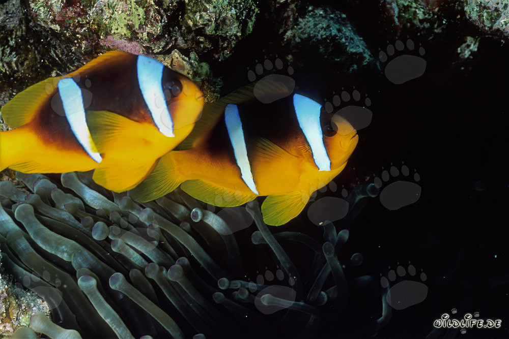 Affascinanti pesci pagliaccio del Mar Rosso con la loro anemone