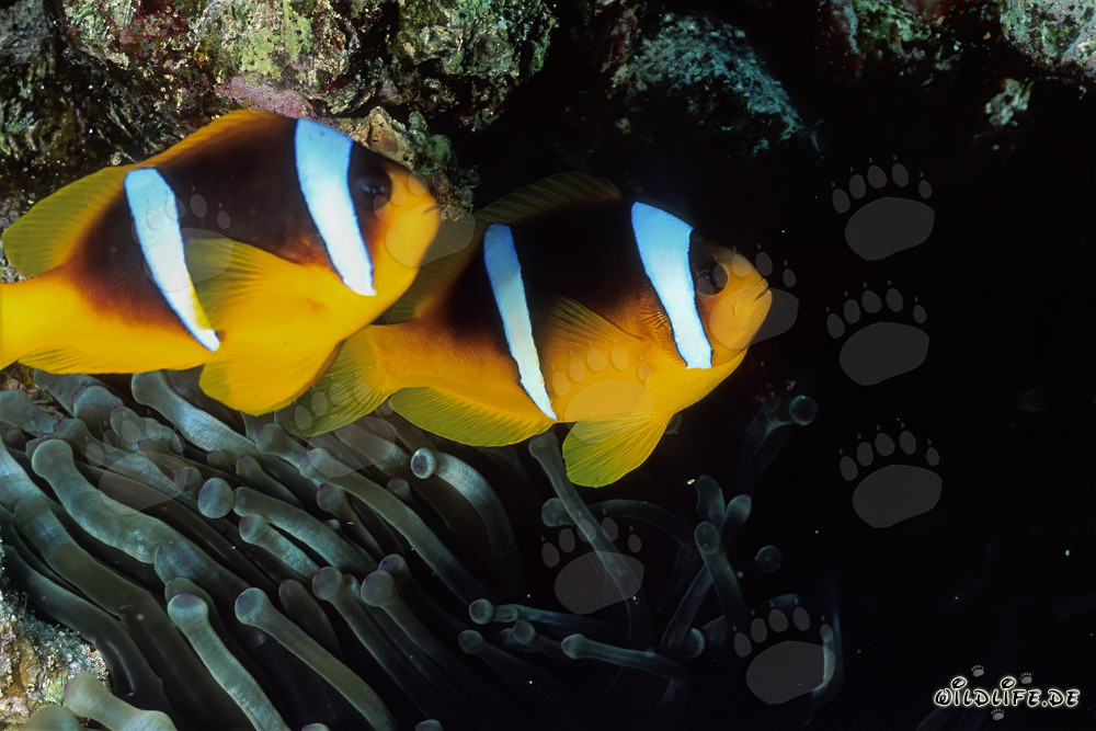 Poissons-clowns fascinants de la mer Rouge avec leur anémone