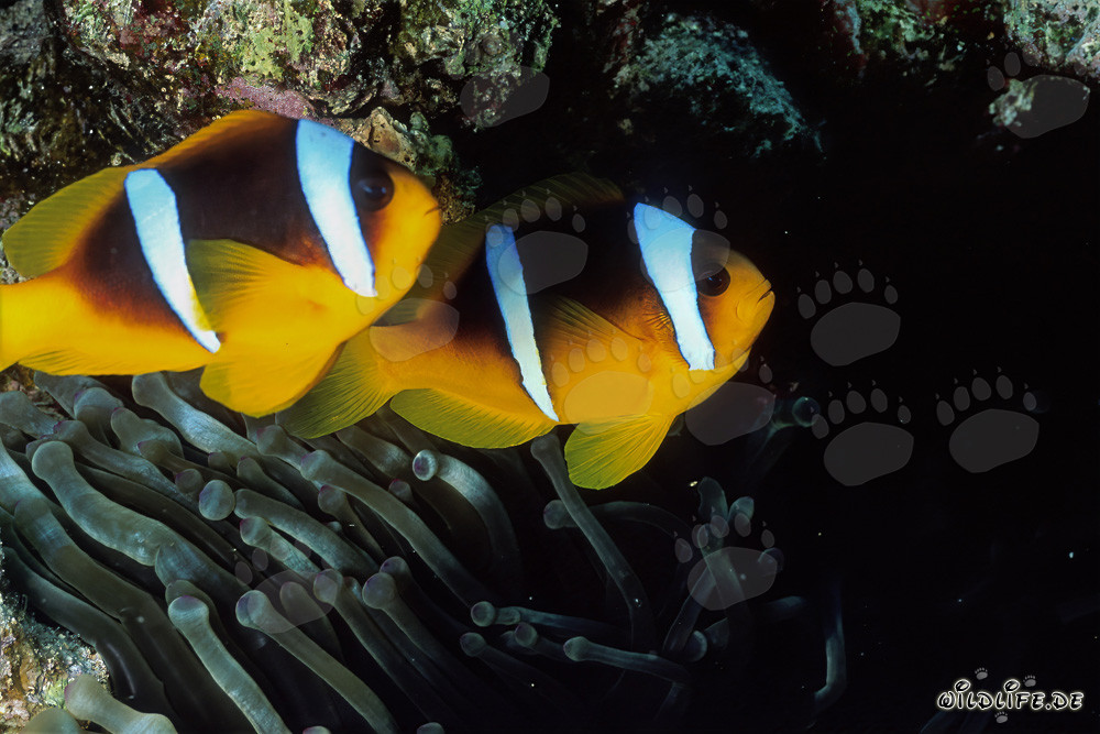 Fascinating Red Sea Anemonefish with Anemone