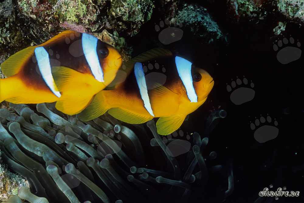 Rotmeer-Anemonenfisch