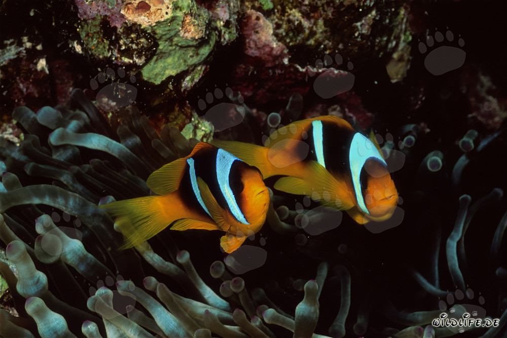 Fascinantes peces payaso del Mar Rojo y su anémona en el Parque Nacional de Ras Mohammad