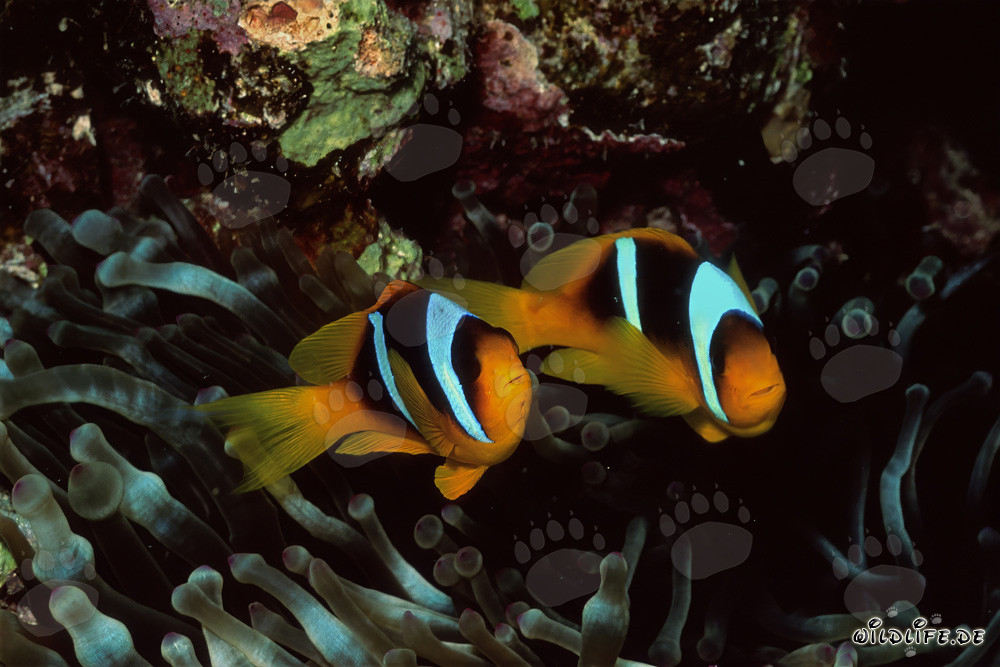 Affascinanti pesci pagliaccio del Mar Rosso e la loro anemone nel Parco Nazionale di Ras Mohammad