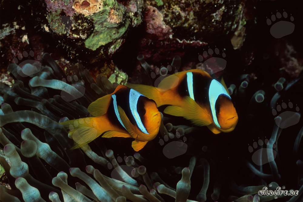 Poissons-clowns fascinants de la mer Rouge et leur anémone dans le parc national de Ras Mohammad